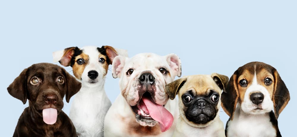 Best Pet Insurance for Dogs in NYC