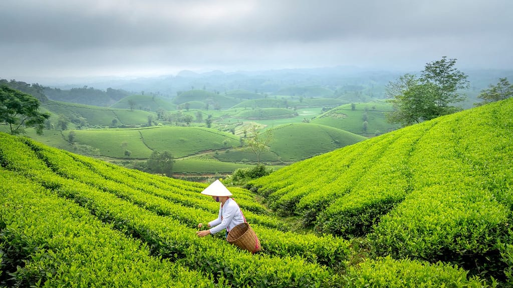 green tea
