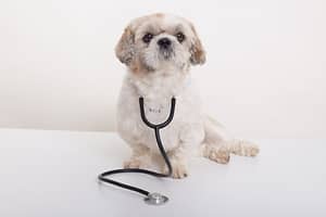 best affordable dog insurance in NYC