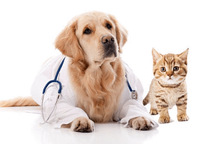 Pets Insurance
