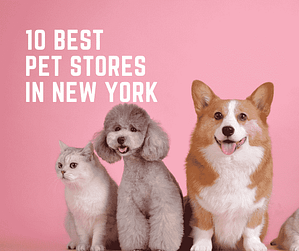 10 Best Pet Stores in New York