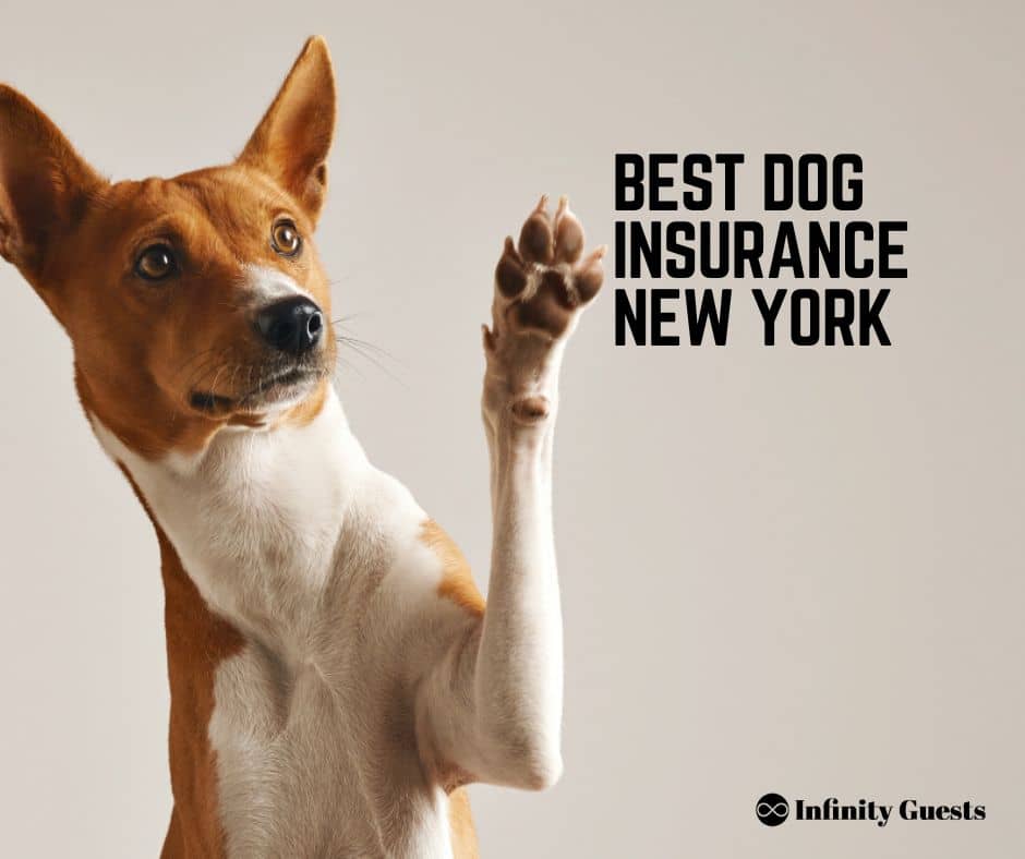 best dog insurance new york